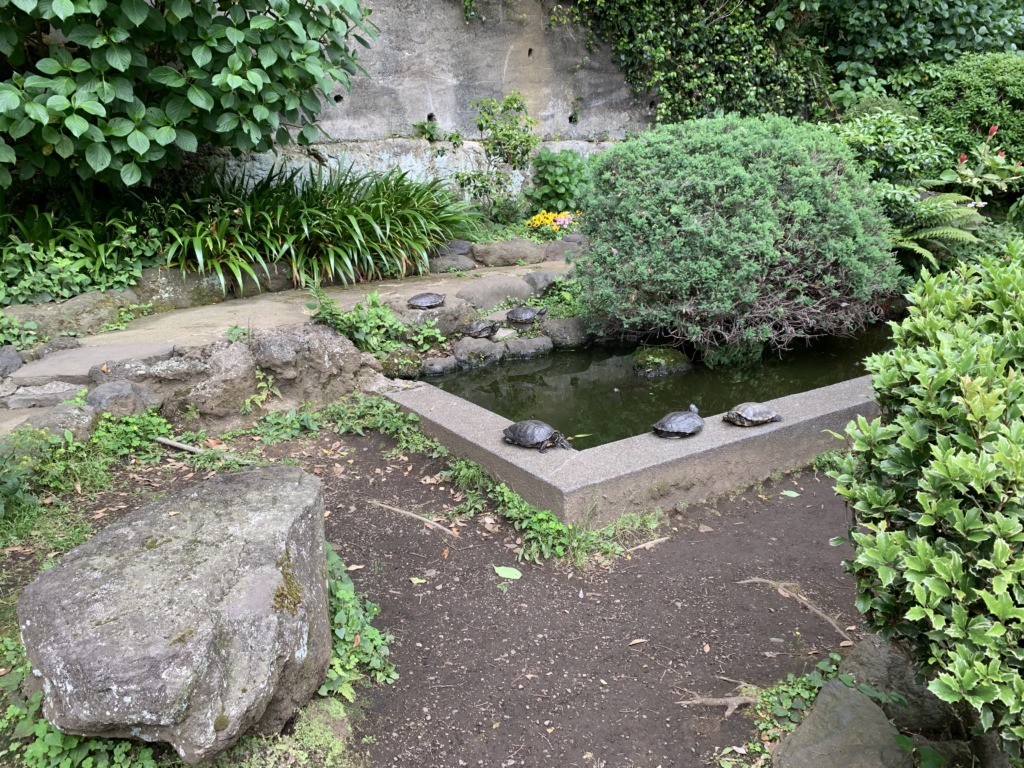 池の画像、かめくす撮影